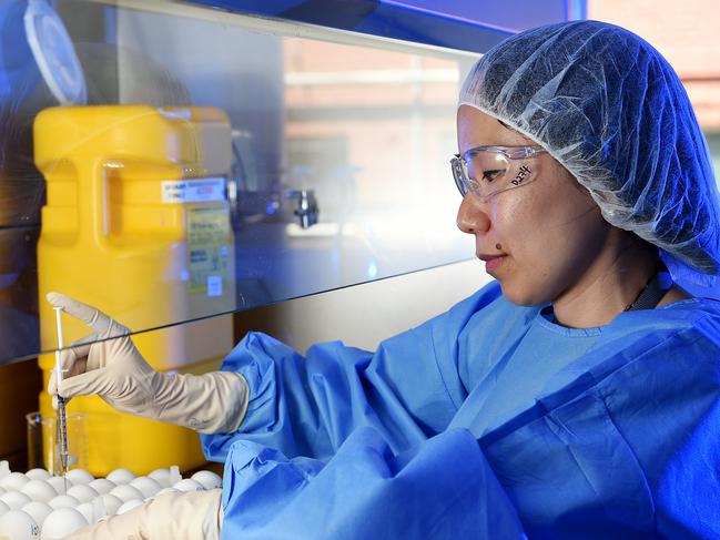 CSL Senior Scientist Sachiyo Nishio inoculates chicken eggs with an influenza virus sample. Picture: Jake Nowakowski