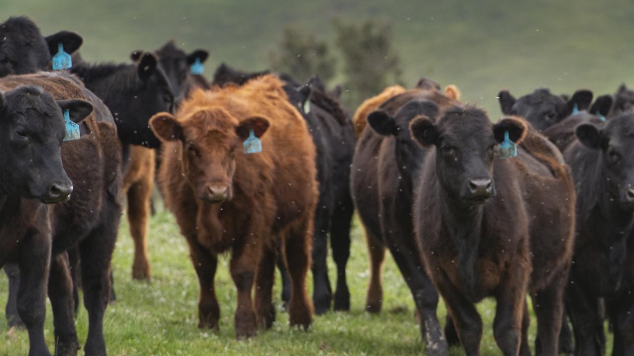 A feed additive that reduces the methane emissions from livestocks will help Australia get to net zero Greenhouse Gas emissions. Picture: Zoe Phillips