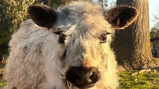 Olaf the tiny speckled cow is suspected to have been stolen from Barristers Block. Picture: Supplied