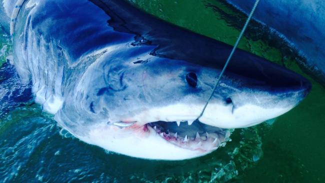 This 3m male great white shark was caught, tagged and released off Angels Beach near Ballina.