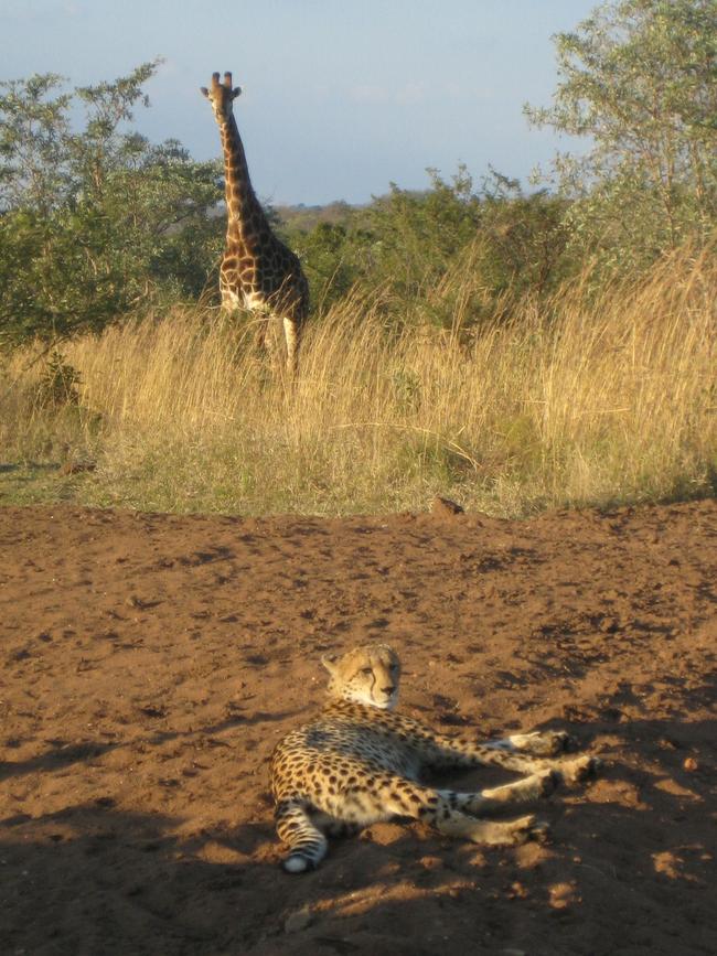 Some of the wildlife to be seen at Royal Malewane in Thornybush Game Reserve in South Africa.