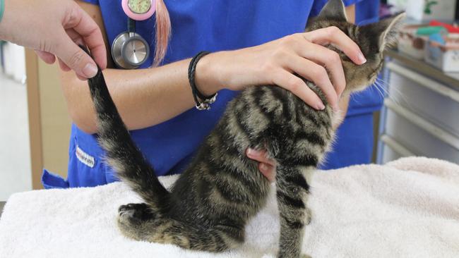 Kitten Duct Tape’s legs were crushed in an electric reclining chair but instead of seeking help the owner let him live in pain for more than a fortnight. He had to be euthanised shortly after this photo was taken. Picture: RSPCA.