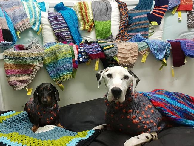 A photo of an unnamed dachshund and Barry the dalmatian posted by Storybook Farm-Sacred Animal Garden on Tuesday March 19th, 2019. Picture: Facebook