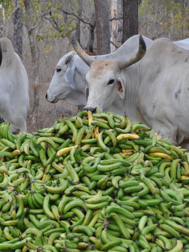 Waste green bananas on the Watkins’ Walkamin property.