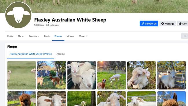 David and Natalia Ellingsen's company Flaxley Australian White Sheep. Picture: Facebook