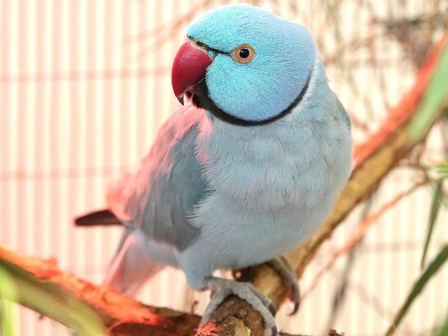 The found pet parrot at Taronga Zoo. Picture: Adam Ward