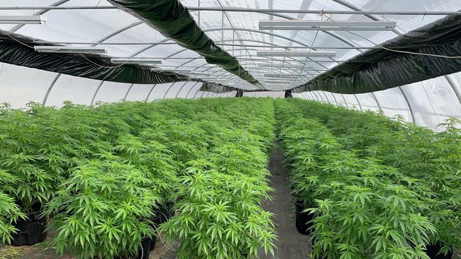 Large-scale industrial grow houses known as igloos housing millions of dollars of cannabis. Picture: NSW Police