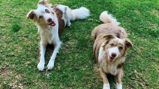 Two border collies from the Parrakie property brought to Western Australia by the WISH Animal Rescue Team. Photo: Change.org/WISH Animal Rescue Team