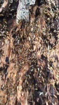 Termites on the move in a Gold Coast home