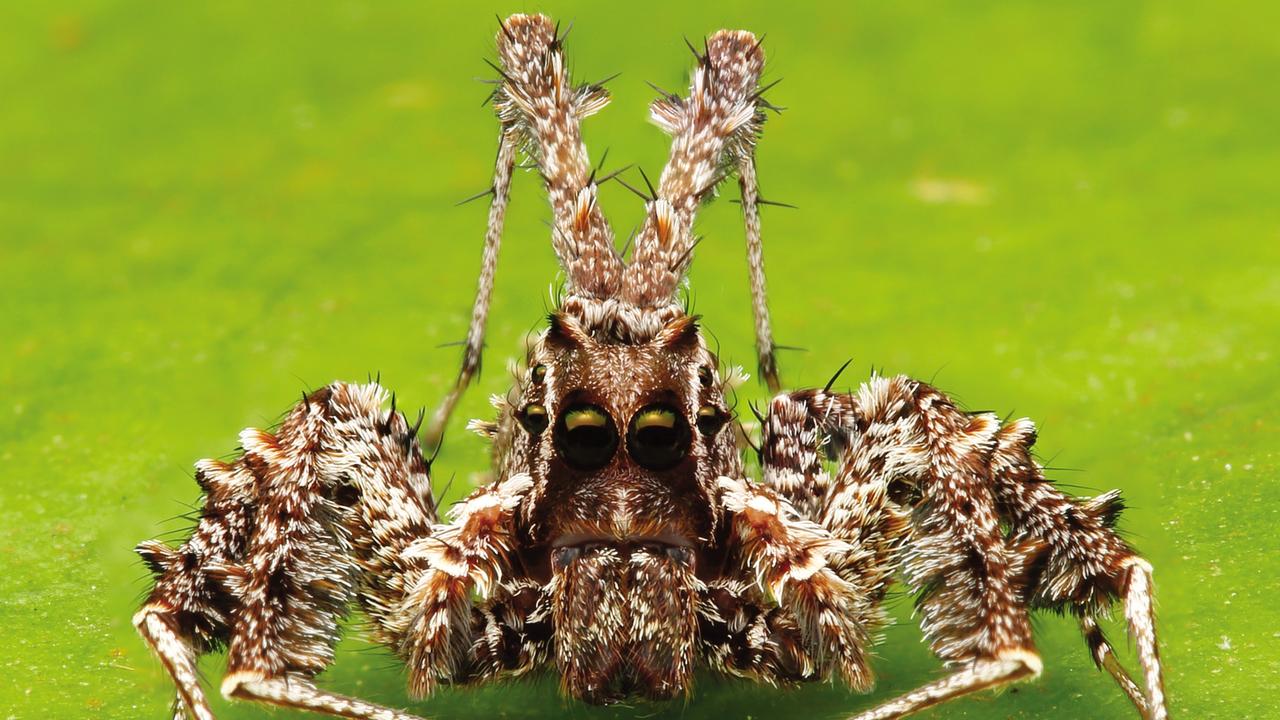 The smart spider - The face of the most intelligent spider on Earth. Portia (Portia fimbriata) is a jumping spider. It is a specialist spider assassin and can solve an array of problems it may encounter while stalking its prey. It can modify its tactics if they are not working, and uses different techniques to attack different species of spiders. Image from the book, Minibeasts by Alan Henderson. Picture: Minibeasts/Alan Henderson Minibeasts, is available from www.exislpublishing,com and wherever incredible books are sold.