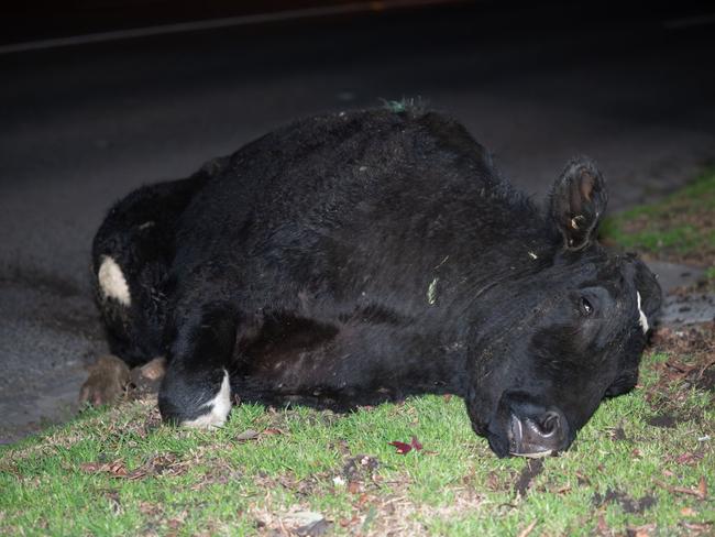 Twenty two dairy cows were killed or euthanized following the collision. Picture: Farm Transparency Project