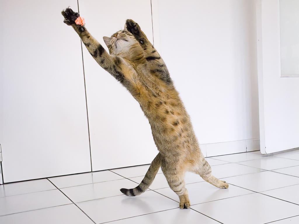 Bidule the French cat goalkeeper. Picture: Felix Larcher/Comedy Pets