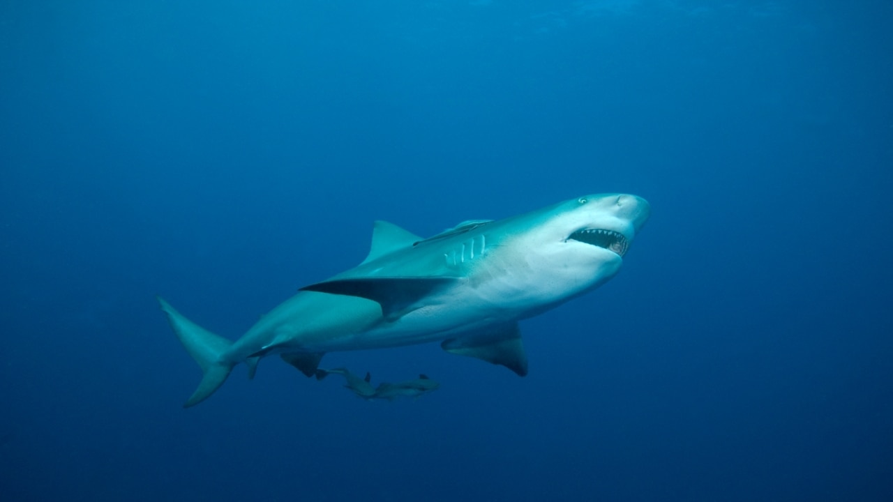 Bull shark tagging to begin in Swan River