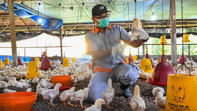 A government worker examines chicks for signs of infection at a poultry farm in Darul Imarah in Indonesia's Aceh province on March, 2023. Picture: Chaideer Mahyuddin