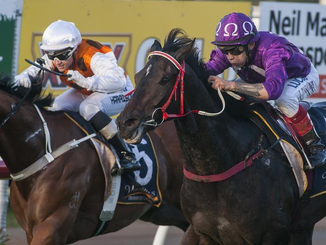 Toowoomba Guineas winner Jumbo Prince last year. Picture: David Martinelli