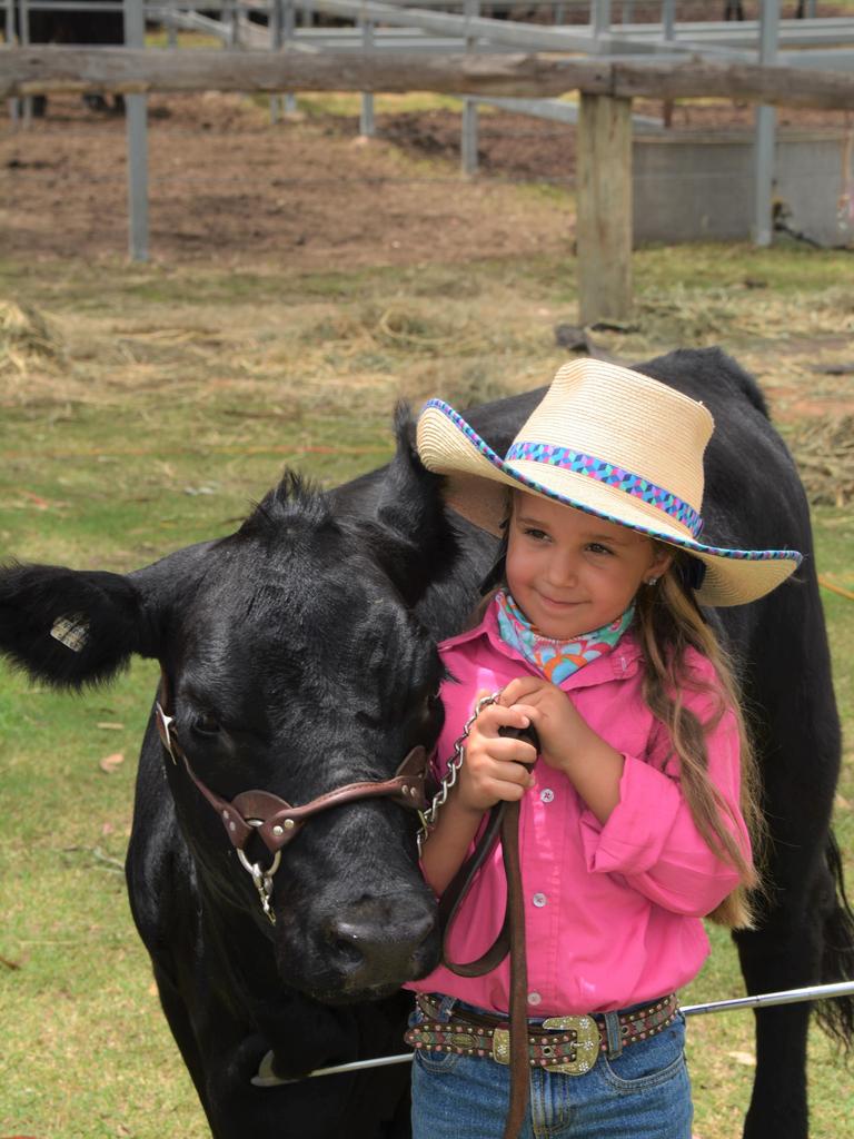 Erin Graham, 5, with her 18-month-old Lowline Angus heifer "Lik Lik Prada" at the 71st annual Cooyar show.