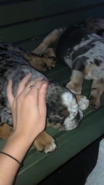 Bulldog puppies being handled at 8 weeks of age in public on the Gold Coast