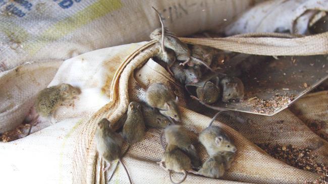 Mice eat through seed on a farm in The Riverina, southwestern NSW.