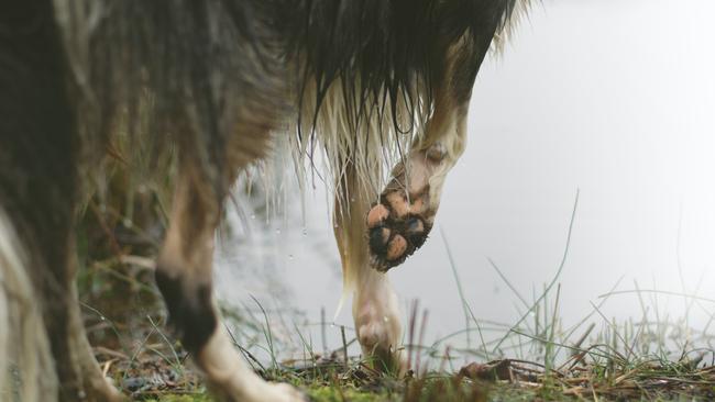 A man has been charged after allegedly having his dog unrestrained in a popular park.