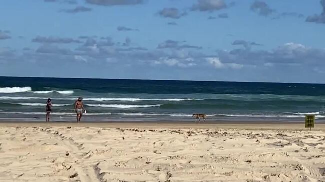 Dingo That Attacked Young Girl 'Held Her Underwater