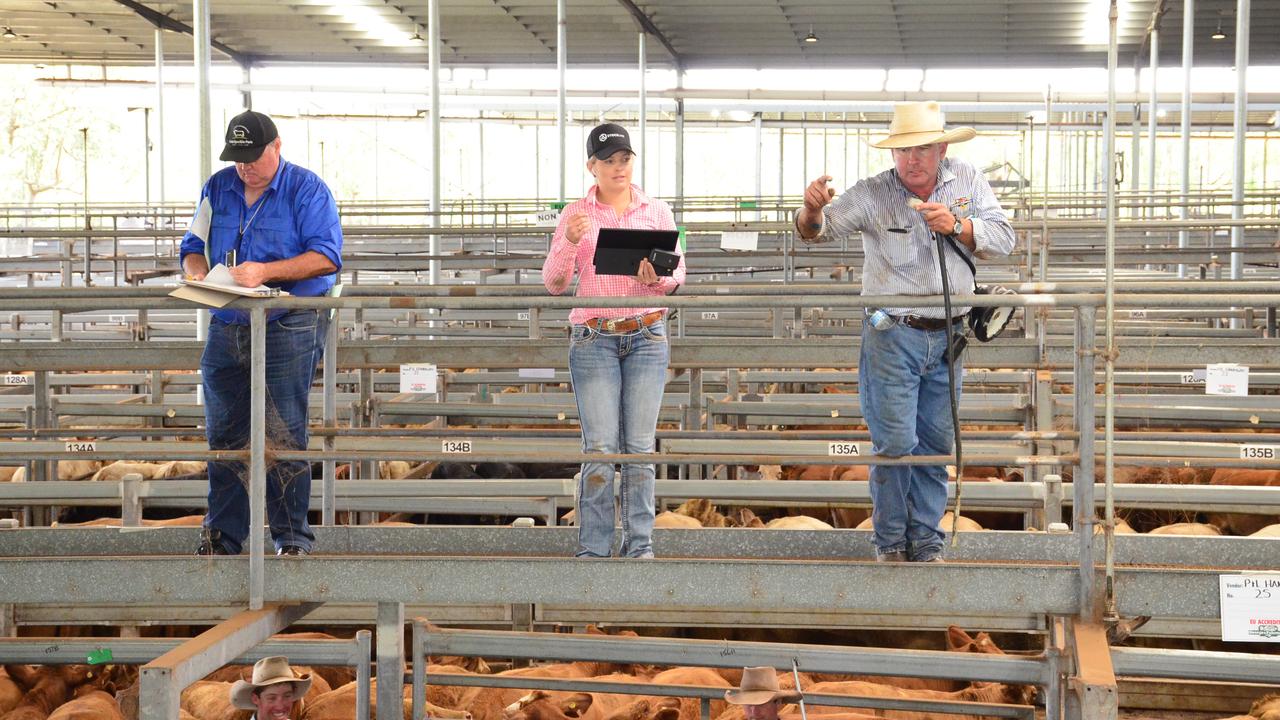 Social distancing at the Casino saleyards.