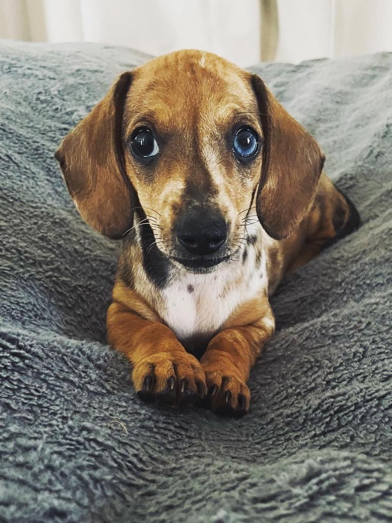 Dasiy Bird – Dasiy is our 18-week-old mini Dachshund, such a cuddly fun dog to have!