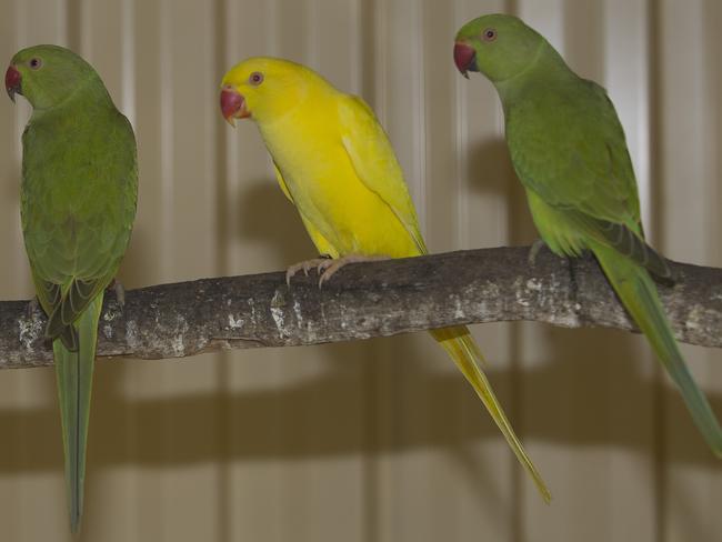 The different colours of Indian Ringneck parrots. Picture: Melvyn Knipe