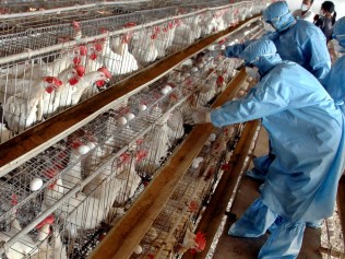 Veterinarians check chicken at a poultry farm in Navapur, in Maharashtra, 19 Feb 2006. as thousands of chickens in western India were slaughtered a day after the country reported its first outbreak of bird flu : AP PicAjit/Solanki - avian influenza medical diseases viral infections