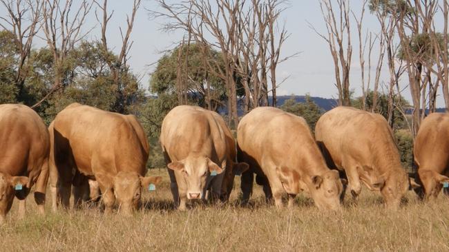 The CSIRO is auctioning off a collection of old bull semen this week.