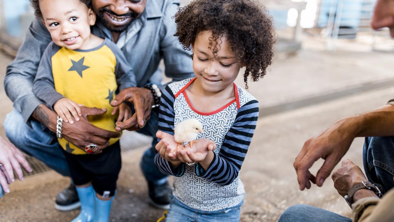 Nothing cuter than a newly-hatched chick. Picture: istock