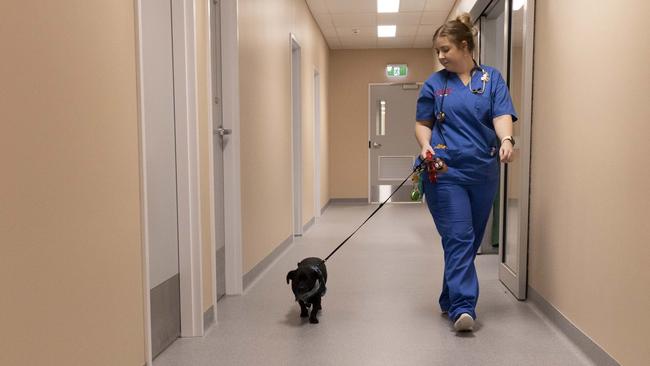 Madeline Short leads Franklin back to his owner, Harps Sirah, after a traumatic night. Picture: Mark Cranitch