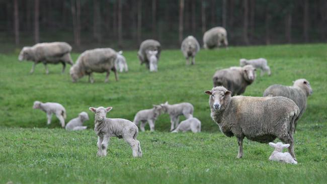 Oversupply and weak demand for crossbred wool has pushed prices to some of their lowest levels in years.