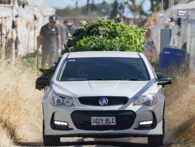 Police remove thousands of cannabis plants at a property in Virginia, Saturday, February 29, 2020. (Photo: AAP/Brenton Edwards)