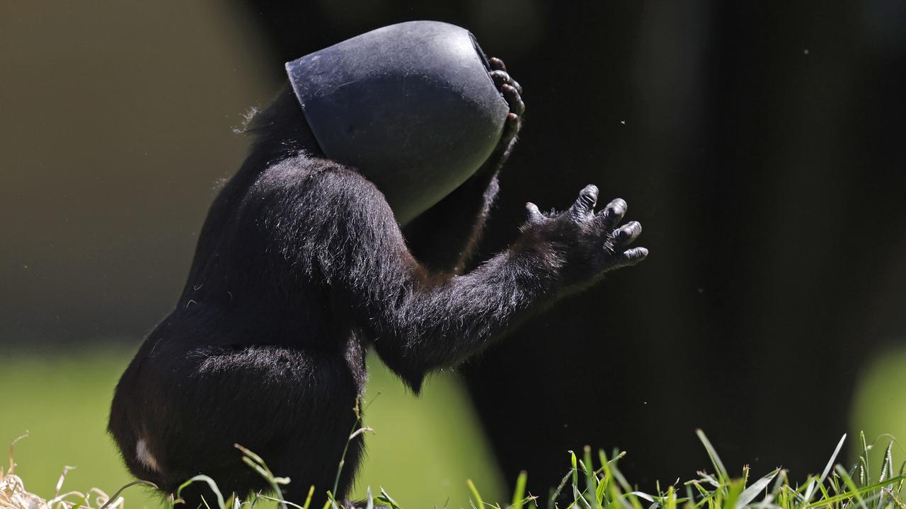 … Or is it a helmet? Pictures: Richard Dobson