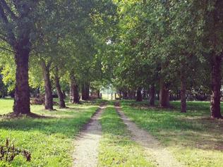 Fairytale … The tree-lined driveway.