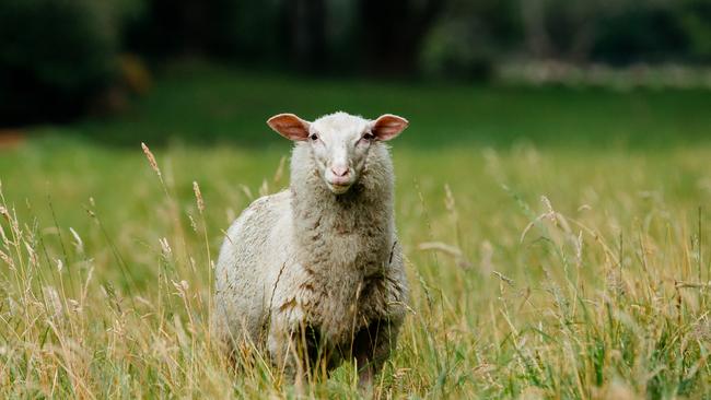 An East Friesian ewe on Pecora Dairy at Robertson, NSW. Picture: Wesley Lonergan