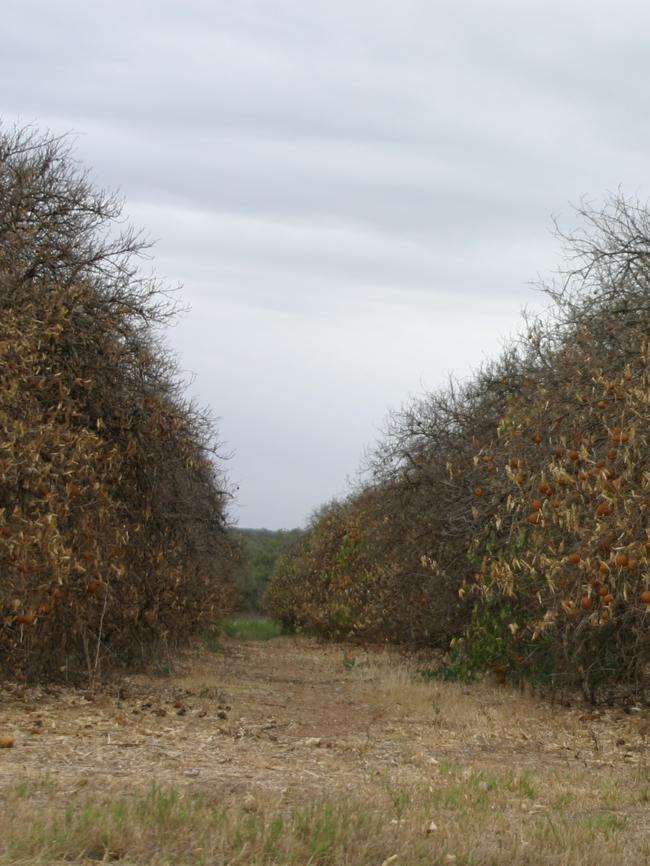 Dying orange trees at Gol Gol, NSW over the river from Mildura.