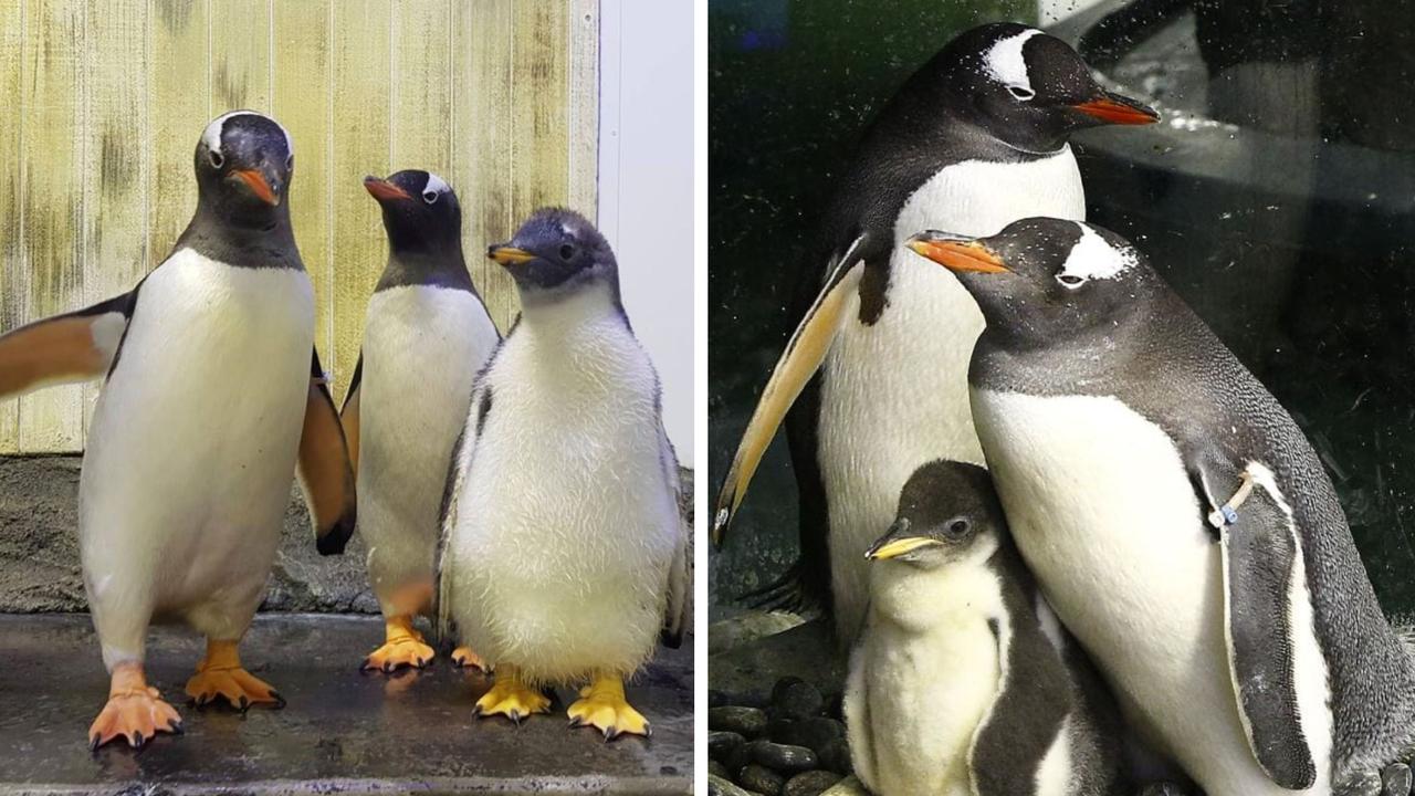 Sphen and Magic are fathers of two chicks. Picture: Sea Life Sydney Aquarium