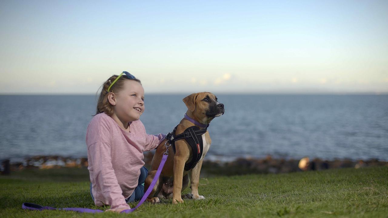 can dogs go on beach at scarborough