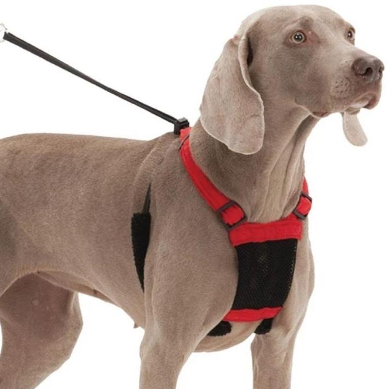 Dog harness pet store stock