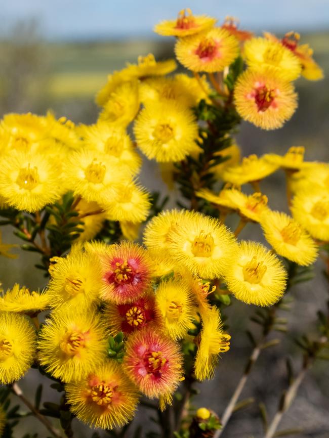 Yellow Feather flower. Picture: Carolyn Beasley