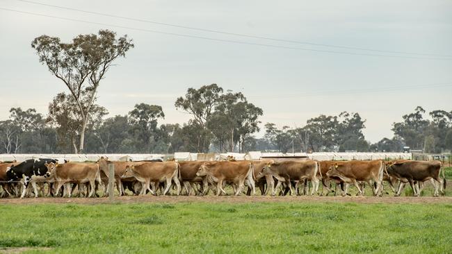 Jerseys numbers are increasing and the bread now makes up 17 per cent of the national herd.