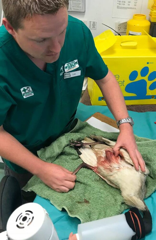 SnagglePuss underwent surgery but died three days later. Photo: Wild Bird Rescues Gold Coast