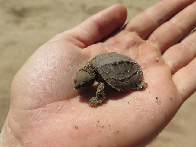 The Fitzroy River Turtle, otherwise known as the “bum-breathing turtle”