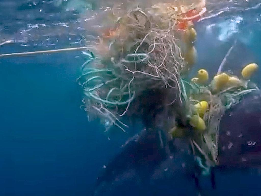 The whale is said to be stuck in more than 100m of shark netting. Picture: Twitter