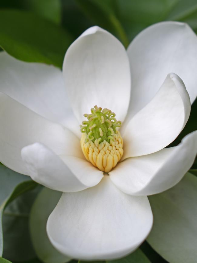 Close up of freshly bloomed white sweetbay magnolia flower on a background of green leaves