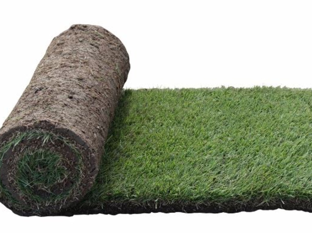 Zoysia is great for Australian conditions. Picture: Bunnings