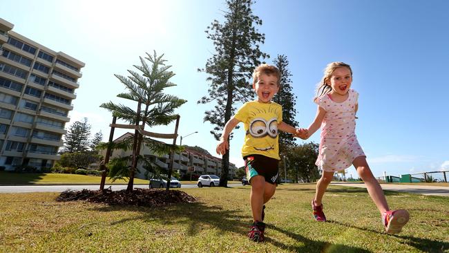 Some residents along the Marine Parade, Miami foreshore are not happy with new Norfolk Pine tree's being planted because it might block there view. Scarlett and Isaac Brewin from Christchurch run past the new trees Pic by David Clark