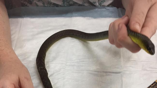 A vet shows off the lumps of worms under an adult Green Tree Snake's skin. Picture: Brisbane Bird and Exotic Veterinary Services.