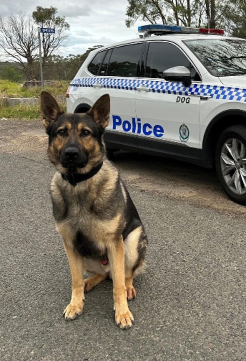 Fresh details on death of two police dogs